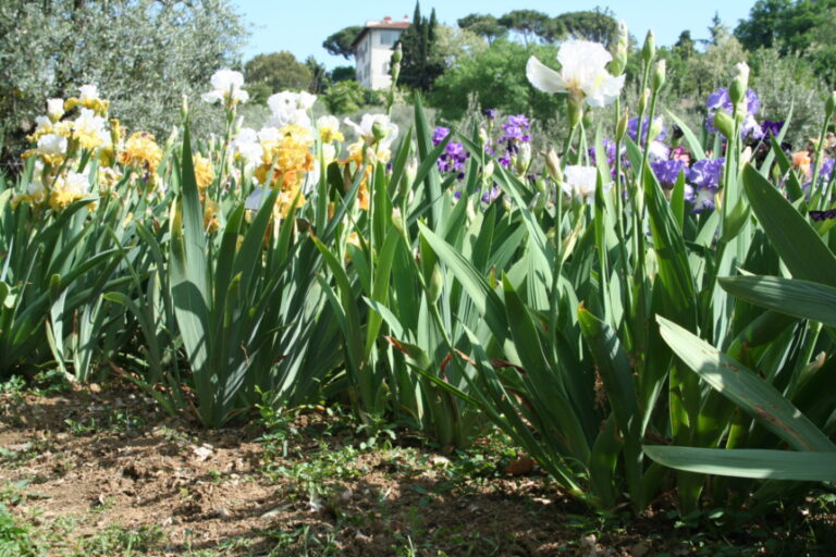 Giardino dell’Iris