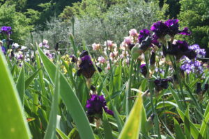giardino iris firenze fioriture