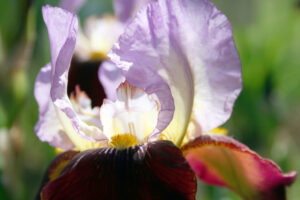 giardino iris firenze