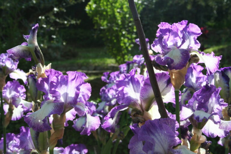 Riapre il Giardino degli Iris